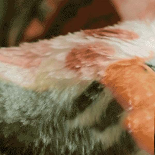 You & Pup Frosty's Winter Warmers Blanket