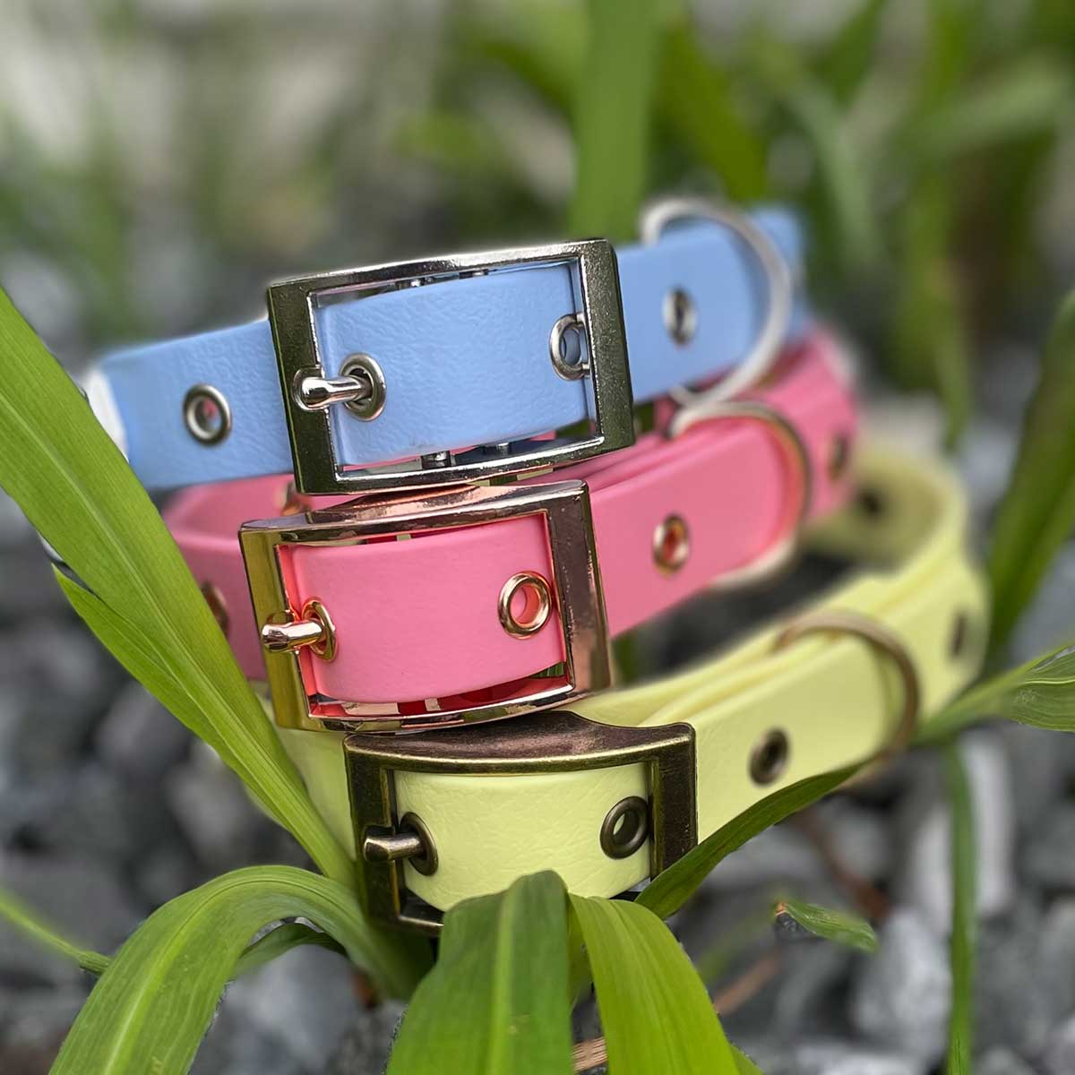 We'll Always Bee Together Classic Pooh Bear Patterned Dog Collar